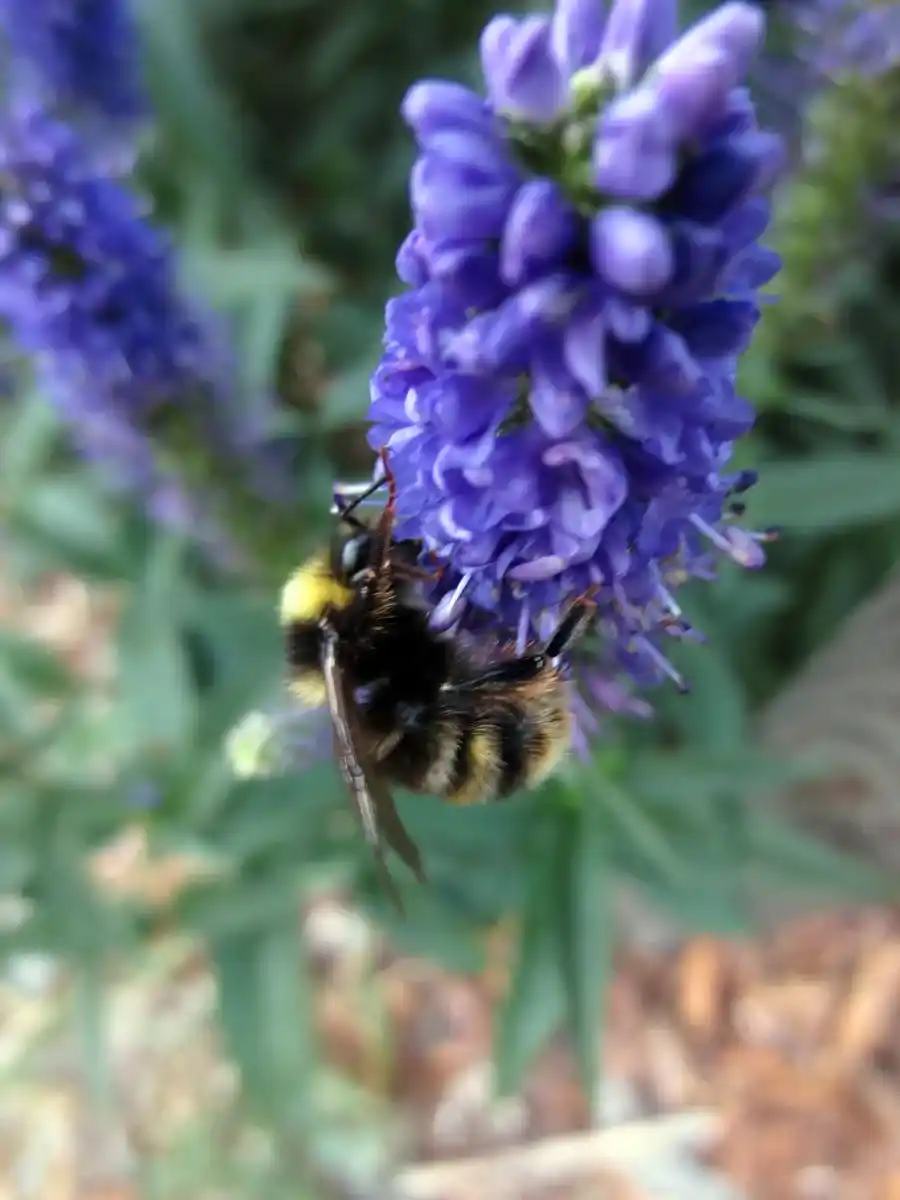 Native bee on liatris by Susan Fluegel